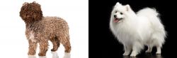 Spanish Water Dog vs Japanese Spitz - Breed Comparison