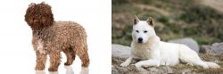 Spanish Water Dog vs Jindo - Breed Comparison