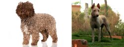 Spanish Water Dog vs Jonangi - Breed Comparison