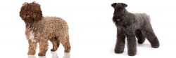 Spanish Water Dog vs Kerry Blue Terrier - Breed Comparison