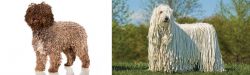 Spanish Water Dog vs Komondor - Breed Comparison