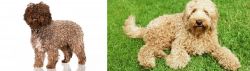 Spanish Water Dog vs Labradoodle - Breed Comparison