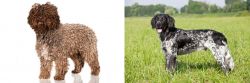 Spanish Water Dog vs Large Munsterlander - Breed Comparison