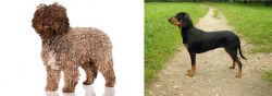 Spanish Water Dog vs Latvian Hound - Breed Comparison