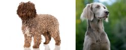 Spanish Water Dog vs Longhaired Weimaraner - Breed Comparison