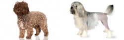 Spanish Water Dog vs Lowchen - Breed Comparison