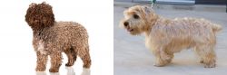 Spanish Water Dog vs Lucas Terrier - Breed Comparison