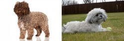 Spanish Water Dog vs Mal-Shi - Breed Comparison