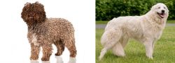Spanish Water Dog vs Maremma Sheepdog - Breed Comparison