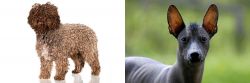 Spanish Water Dog vs Mexican Hairless - Breed Comparison