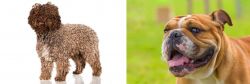 Spanish Water Dog vs Miniature English Bulldog - Breed Comparison
