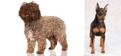 Spanish Water Dog vs Miniature Pinscher - Breed Comparison