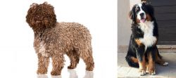 Spanish Water Dog vs Mountain Burmese - Breed Comparison