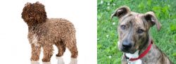 Spanish Water Dog vs Mountain Cur - Breed Comparison