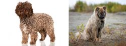Spanish Water Dog vs Nenets Herding Laika - Breed Comparison