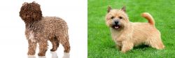 Spanish Water Dog vs Norwich Terrier - Breed Comparison