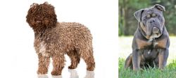 Spanish Water Dog vs Olde English Bulldogge - Breed Comparison