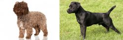 Spanish Water Dog vs Patterdale Terrier - Breed Comparison
