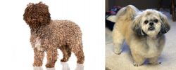 Spanish Water Dog vs PekePoo - Breed Comparison