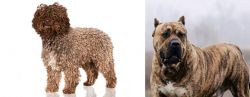 Spanish Water Dog vs Perro de Presa Canario - Breed Comparison