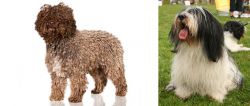 Spanish Water Dog vs Polish Lowland Sheepdog - Breed Comparison