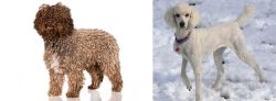 Spanish Water Dog vs Poodle - Breed Comparison