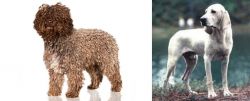 Spanish Water Dog vs Porcelaine - Breed Comparison