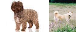 Spanish Water Dog vs Pungsan Dog - Breed Comparison