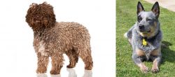 Spanish Water Dog vs Queensland Heeler - Breed Comparison