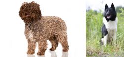 Spanish Water Dog vs Russo-European Laika - Breed Comparison
