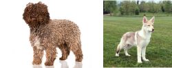 Spanish Water Dog vs Saarlooswolfhond - Breed Comparison