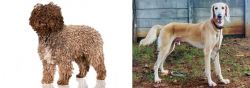 Spanish Water Dog vs Saluki - Breed Comparison