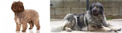 Spanish Water Dog vs Sarplaninac - Breed Comparison