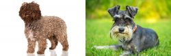 Spanish Water Dog vs Schnauzer - Breed Comparison