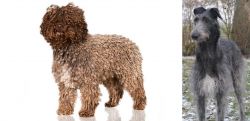 Spanish Water Dog vs Scottish Deerhound - Breed Comparison