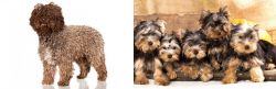 Spanish Water Dog vs Yorkshire Terrier - Breed Comparison