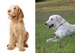 Spinone Italiano vs Akbash Dog - Breed Comparison