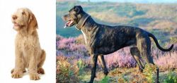 Spinone Italiano vs Alaunt - Breed Comparison