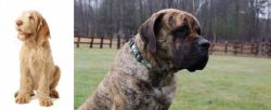 Spinone Italiano vs American Mastiff - Breed Comparison