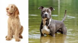 Spinone Italiano vs American Staffordshire Terrier - Breed Comparison