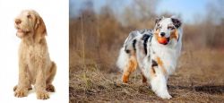 Spinone Italiano vs Australian Shepherd - Breed Comparison
