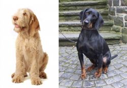 Spinone Italiano vs Austrian Black and Tan Hound - Breed Comparison