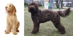 Spinone Italiano vs Barbet - Breed Comparison