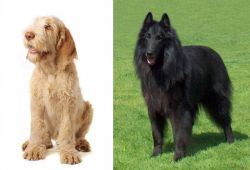 Spinone Italiano vs Belgian Shepherd Dog (Groenendael) - Breed Comparison