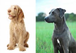 Spinone Italiano vs Blue Lacy - Breed Comparison