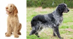 Spinone Italiano vs Blue Picardy Spaniel - Breed Comparison