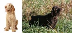 Spinone Italiano vs Boykin Spaniel - Breed Comparison