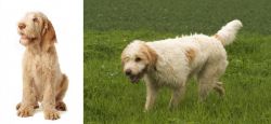 Spinone Italiano vs Briquet Griffon Vendeen - Breed Comparison
