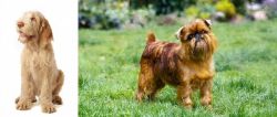 Spinone Italiano vs Brussels Griffon - Breed Comparison