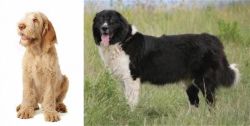 Spinone Italiano vs Bulgarian Shepherd - Breed Comparison